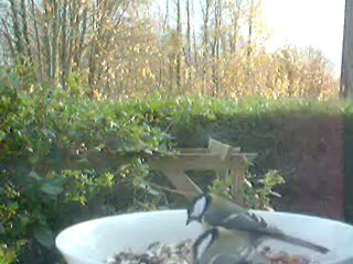 mesange sitelle etc qui se regalent