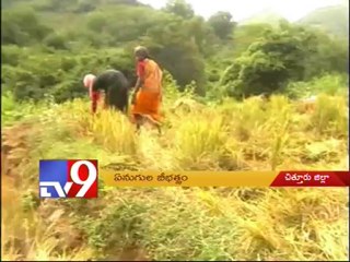 Hungry elephants destroy crops