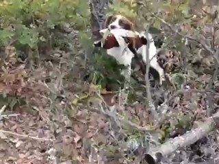 Rapport de GIN en espagne vol 2