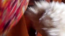 perra y gata
