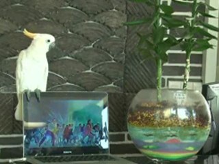 Bird Sings Gangnam Style