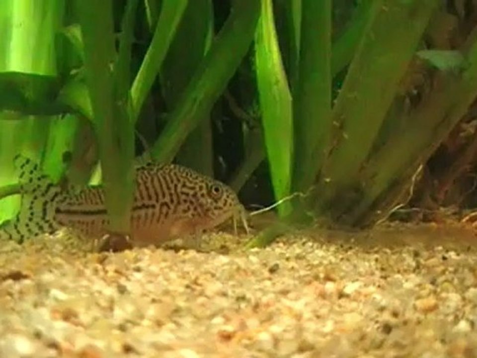 Corydoras Julii