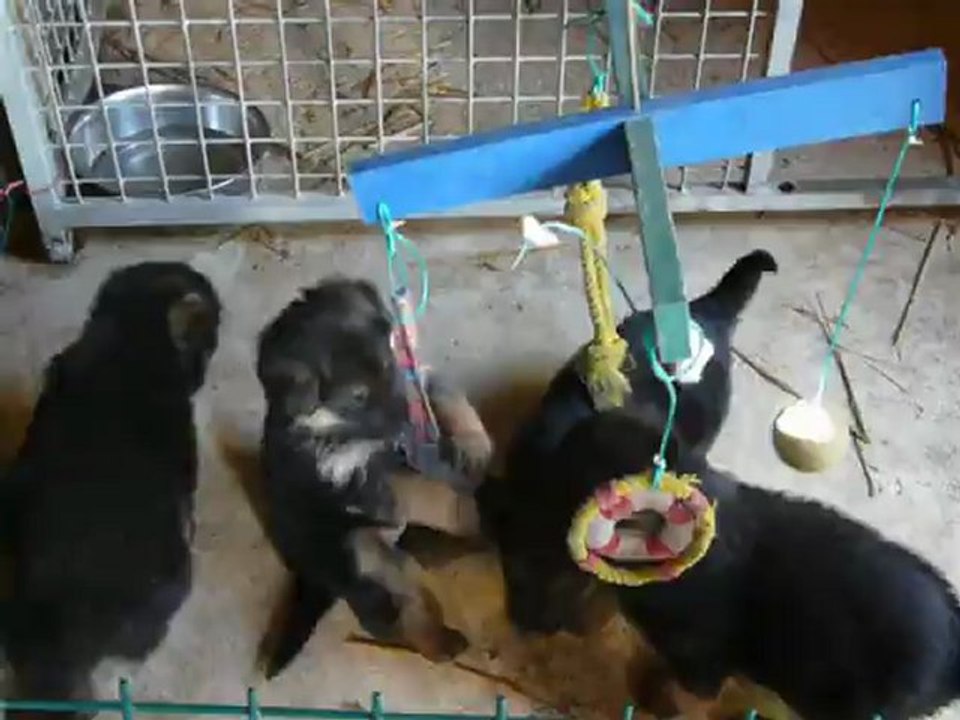 Chiots berger allemand