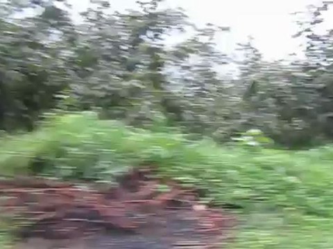 Giresun Bulancak Erdoğan Köyü Çukur Yolu Kaya Burnu