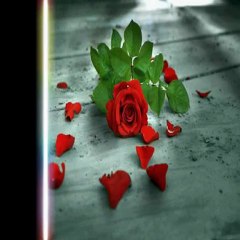 dayanamam - ceylan şentürk