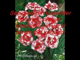 ŞİMALGÜNEY ( SEN GİDERKEN )