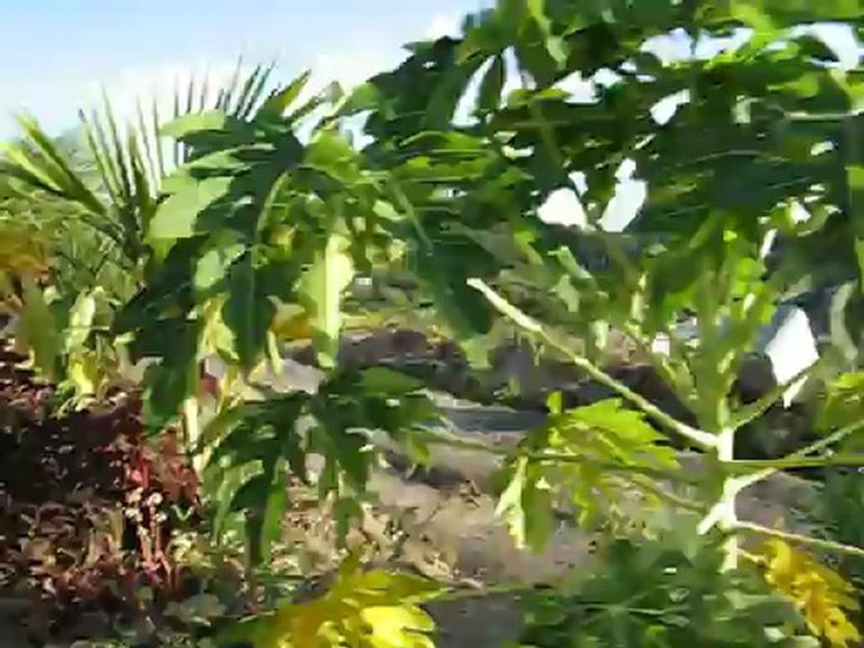 Plantation fin novembre 2012