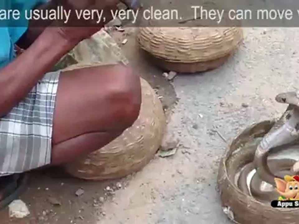 Snake Charmer