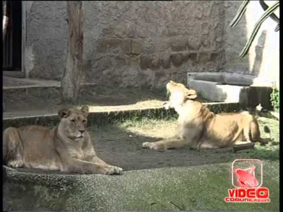 Napoli - La tigre Cleo non si tocca (23.11.12)