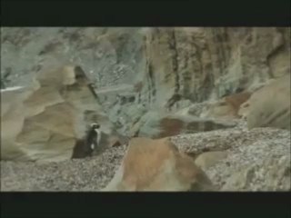 Crested Penguin