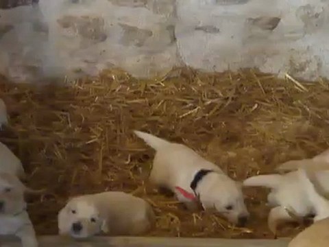 Bébés Golden a 2 semaines 1/2 vidéo 1