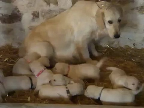 Bébés Golden a 2 semaines 1/2 vidéo 2