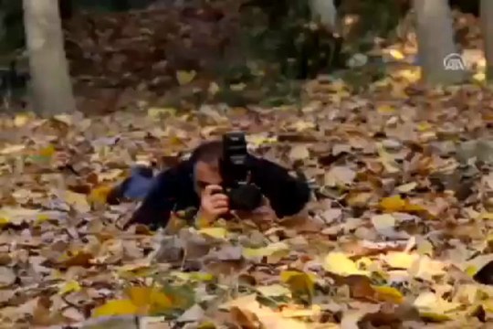 Sonbahar büyülüyor