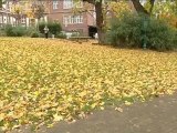 Rouen :  que deviennent les feuilles mortes des villes ?