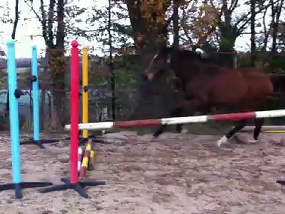 arobase d'ardelay 25/11/12 trot