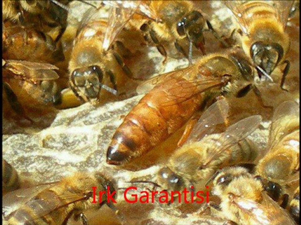 ana arı satışı ve ana arı çeşitleri