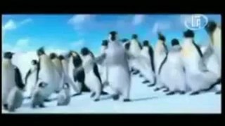 Pinguin Dakbe