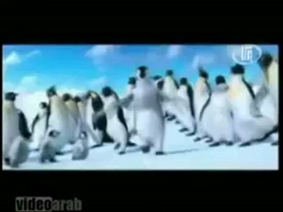 Pinguin Dakbe