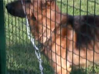 Line TV Ana Haber Bülteni -- Bursa K-9  --