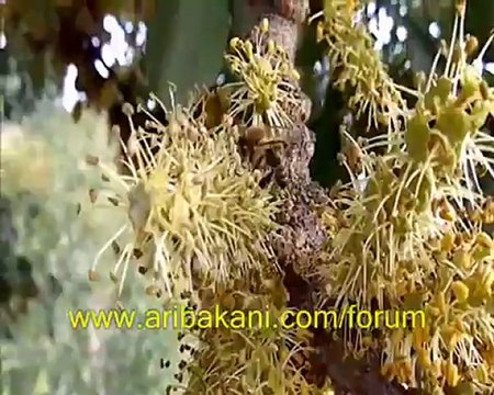 Arıcılık videosu, nektar ve polen toplayan arılar 20 kasım 2012