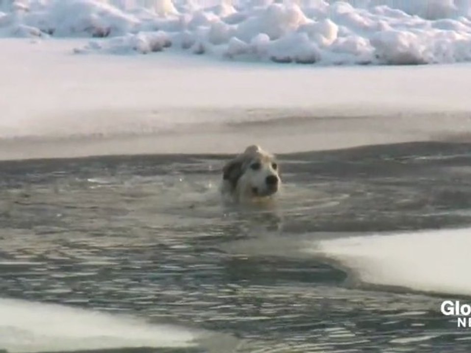 Bella, la chienne sauvée des eaux glaciales