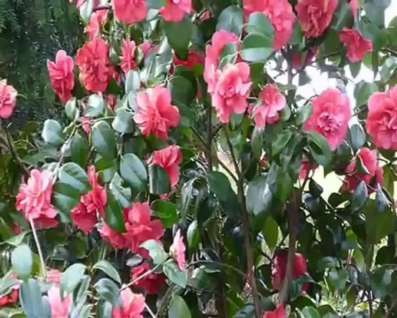 ⁣Amar Nayane Tabo. Rabindra sangeet -  Srikanto Acharya