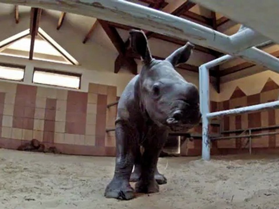 Bébé rhinocéros blanc