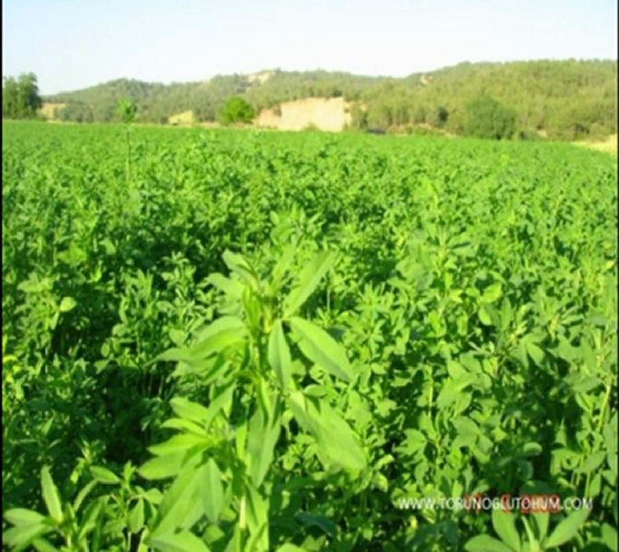 yonca tohumu nasıl ekilir,yonca tohumu 2012 ,yonca tohumu satışı -  Dailymotion Video
