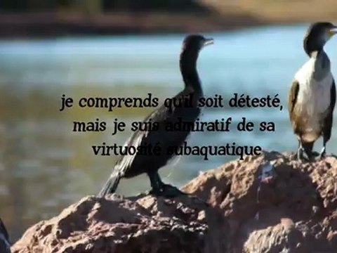 Cormorans au lac du Salagou
