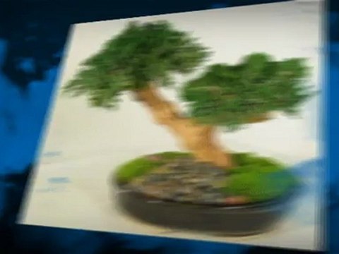 Come Curare Un Bonsai - Prendi il Report-Guida