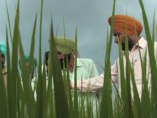 Integrated Pest Management in Basmati