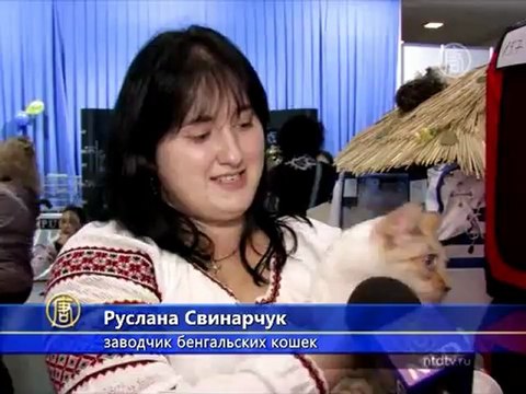 Редчайшую породу кошек представили в Киеве