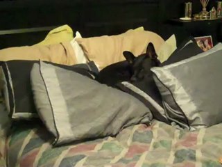 How to make a bed: the dog way