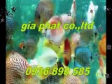 Cty sửa nhà,chống,thấm,giá,rẻ tại quận gò vấp call 0907 323 053