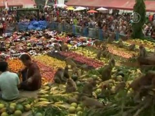 Фруктовый банкет для обезьян устроили в Таиланде