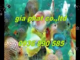 Cty sửa nhà,chống,thấm,giá,rẻ tại quận gò vấp call 0907 323 053