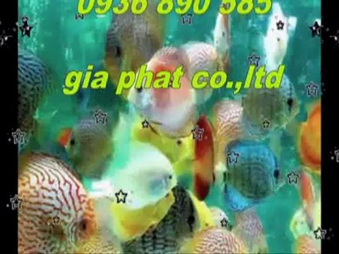 Cty sửa nhà,chống,thấm,giá,rẻ tại quận gò vấp call 0907 323 053