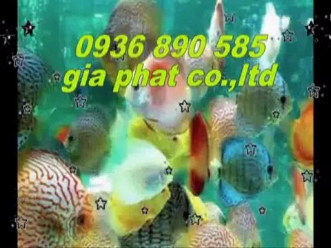 Cty sửa nhà,chống,thấm,giá,rẻ tại quận gò vấp call 0907 323 053