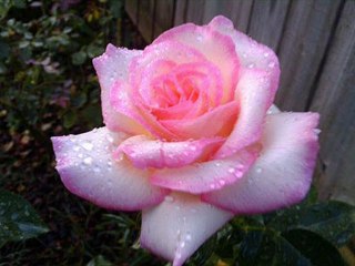 ''Lete Jana Babuji'' by Runa Laila