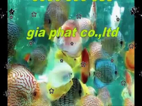 Cty sửa nhà,chống,thấm,giá,rẻ tại quận gò vấp call 0936 890 585