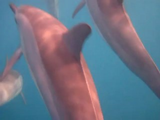 rencontre avec les dauphins