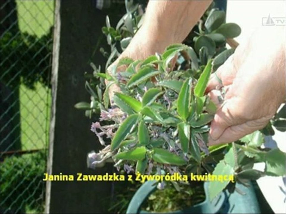 MAGIA ŻYCIA -JANINA ZAWADZKA -ŻYWORÓDKA