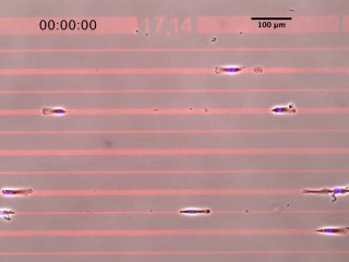 Première course entre cellules