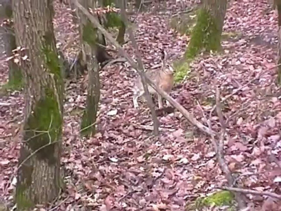 chasse au lièvre