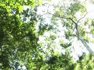 Au Mexique se fabrique du chewing-gum biologique, comme les mayas