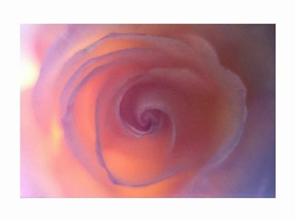 La rose des sages