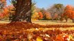 Scenic Time Lapse: Fall Foliage & Incredible Mountain Views - Asheville, North Carolina