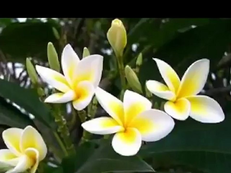 Phoolti Jhore Geche Re- Chinmoy Chatterjee