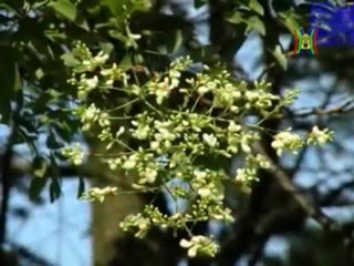 Chu Nguyen Chuong 19