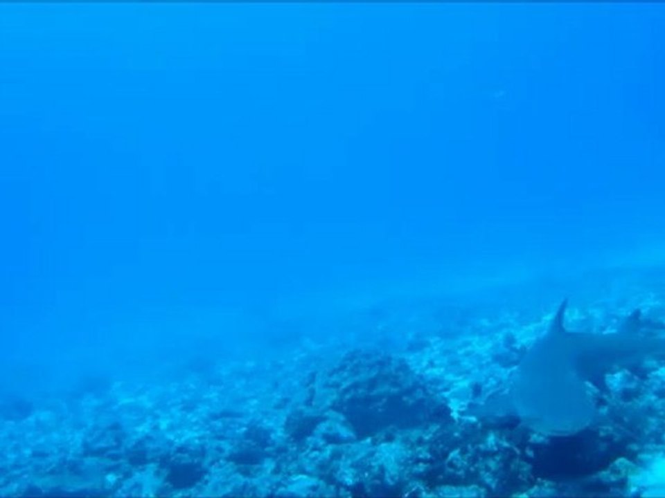 20121124_Plongée TAOTOI